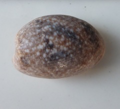 Bulla vernicosa