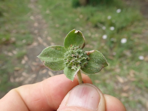 Image of South American Mexican Clover by no rights reserved