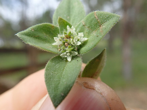 Image of South American Mexican Clover by no rights reserved