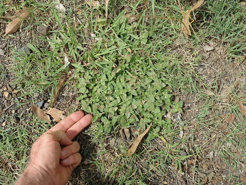 Image of South American Mexican Clover (Richardia humistrata) by no rights reserved