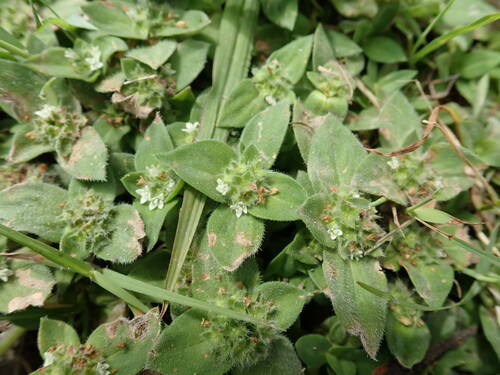 Image of South American Mexican Clover (Richardia humistrata) by no rights reserved