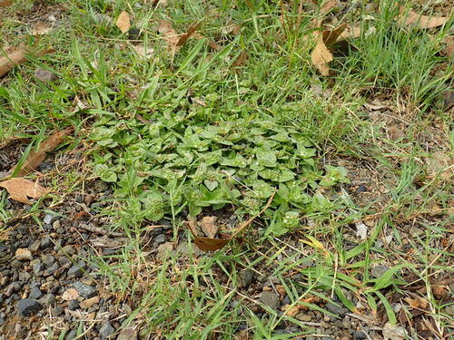 Image of South American Mexican Clover (Richardia humistrata) by no rights reserved