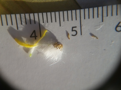 Crepis capillaris