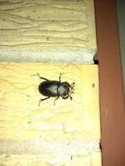 Lucanus mazama