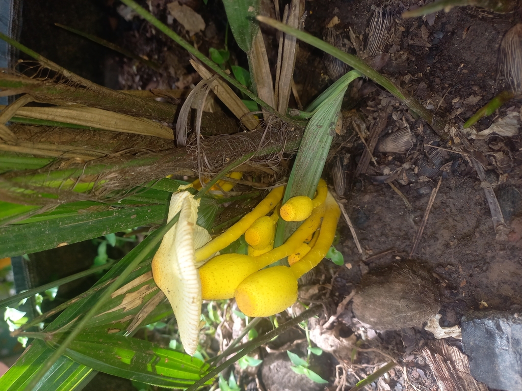 Leucocoprinus birnbaumii · February 2025 · photo: © vincentvosriberalta (iNaturalist, cc-by)