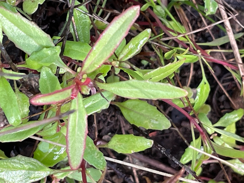 Ruby Chalice Clarkia foliage