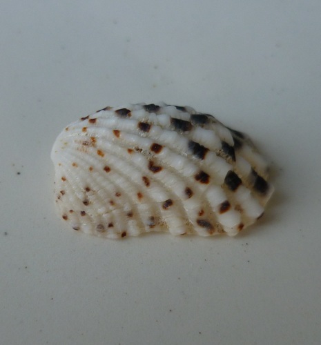 Rectangular False Cockle