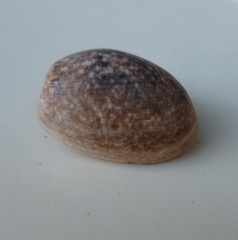 Bulla vernicosa