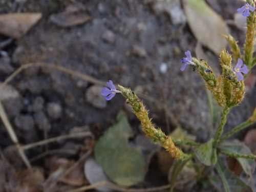 Image of Elytraria imbricata by (c) Ulises Pinedo, some rights reserved (CC BY)
