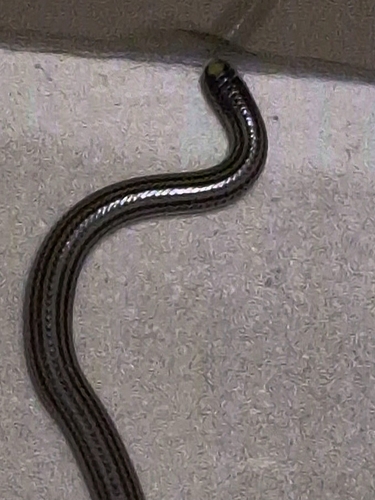 Latin American Blind Snake