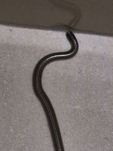 Latin American Blind Snake