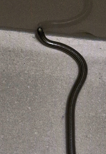 Latin American Blind Snake
