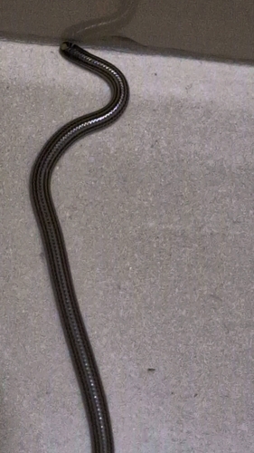 Latin American Blind Snake
