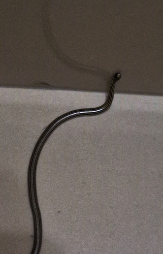 Latin American Blind Snake