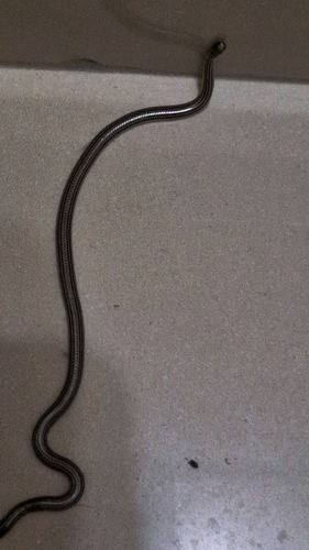 Latin American Blind Snake