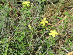 Haplophyton crooksii