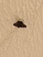 Euclystis guerini