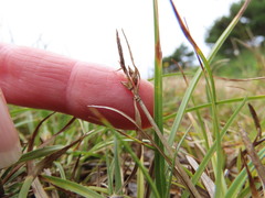 Carex zikae