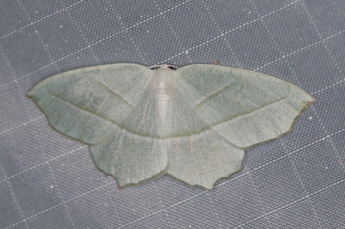 Pale Beauty, photo 7 of 10