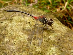 Nesogonia blackburni
