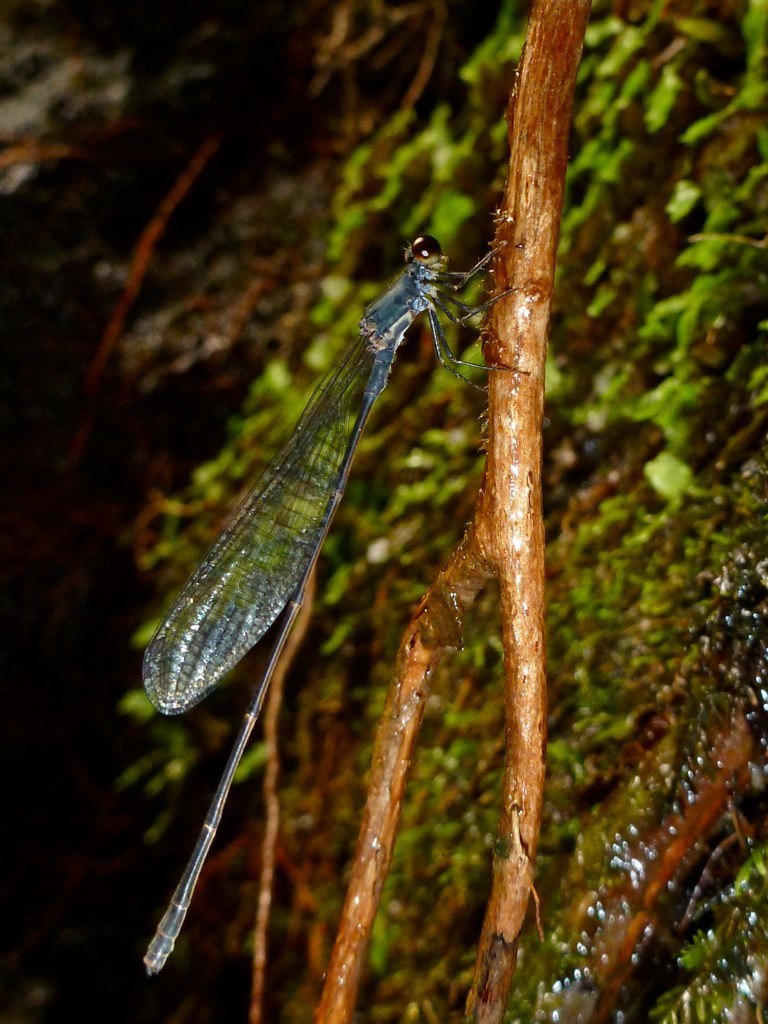 Alakai Swamp Damselfly