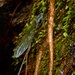 Alakai Swamp Damselfly - Photo (c) Oscar Johnson, some rights reserved (CC BY-NC-ND), uploaded by Oscar Johnson