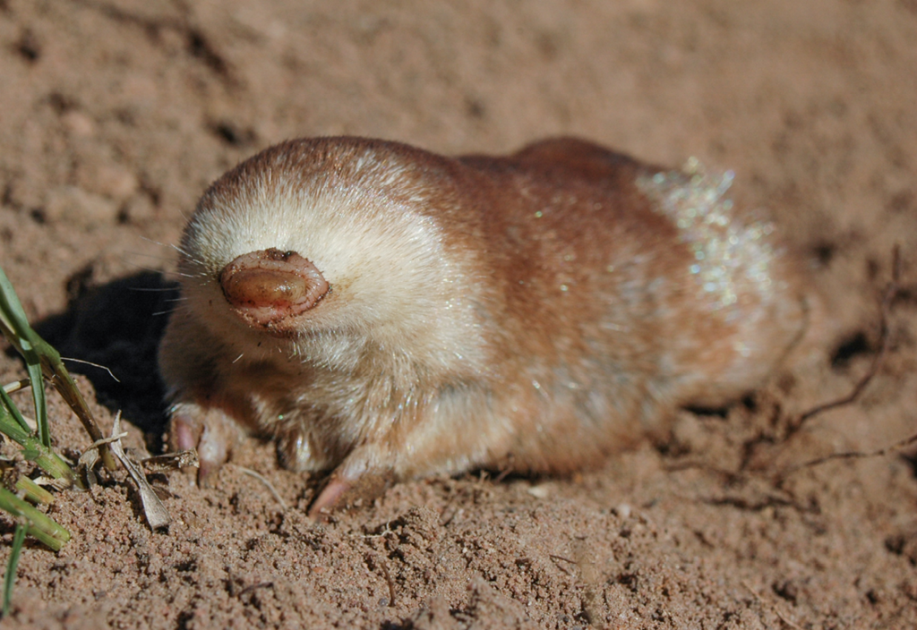Juliana's Golden Mole