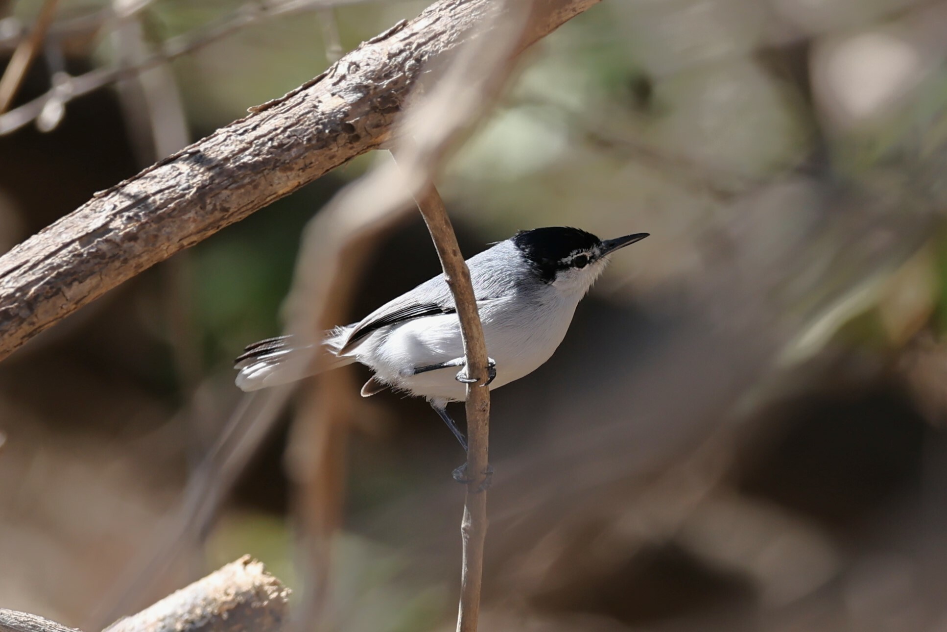 White-lored Gnatcatcher (Polioptila albiloris), photo 7