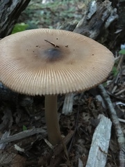 Amanita sinicoflava