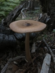 Amanita sinicoflava
