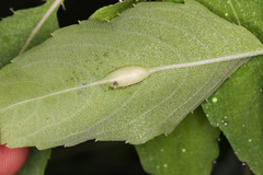 Neolasioptera impatientifolia