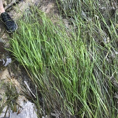 Rhynchospora crinipes