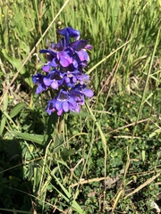 Penstemon glaber