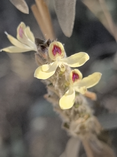 Image of Tetramerium nervosum by no rights reserved