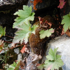 Heuchera glabra
