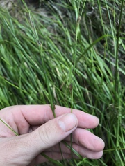 Rhynchospora crinipes