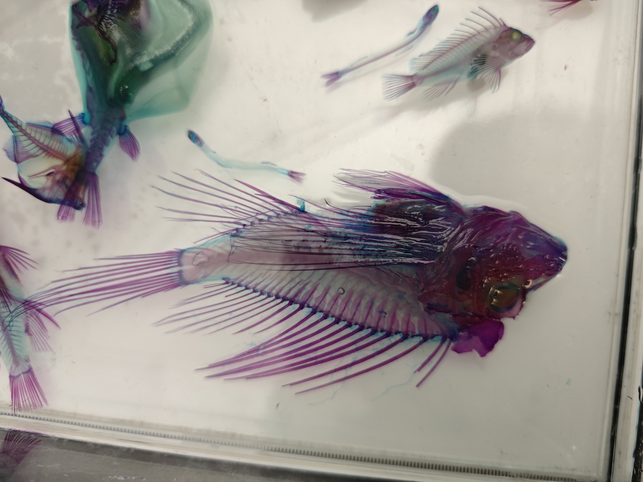 Bleeker's Lionfish photo 4