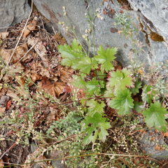 Heuchera glabra