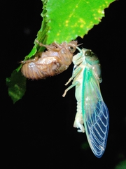 Neotibicen tibicen australis