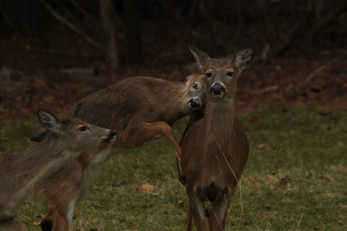 White-tailed Deer photographed in Ohio
