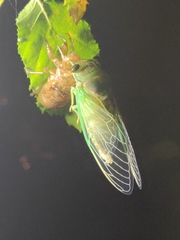 Neotibicen tibicen australis