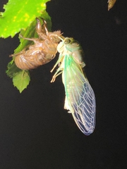 Neotibicen tibicen australis