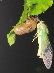 Neotibicen tibicen australis