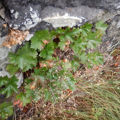 Heuchera glabra