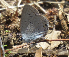 Cupido amyntula