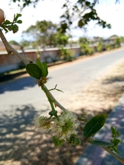 Pithecellobium dulce