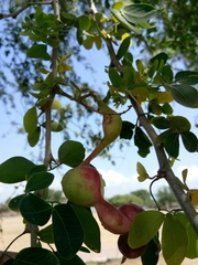 Pithecellobium dulce