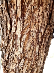 Pithecellobium dulce