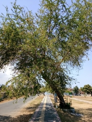 Pithecellobium dulce