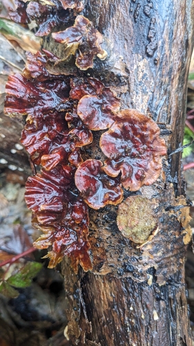 Striegeliger Schichtpilz